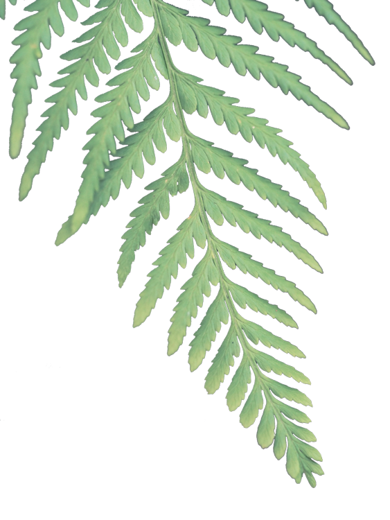 leaf-img